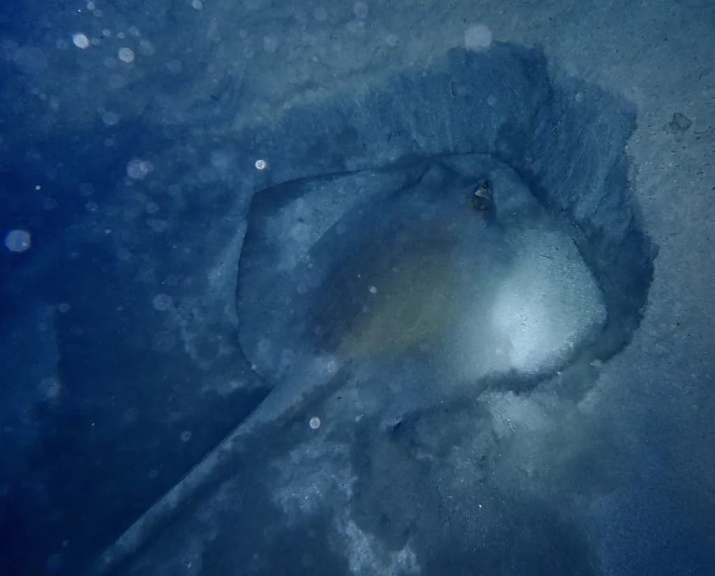 Feathertail Ray