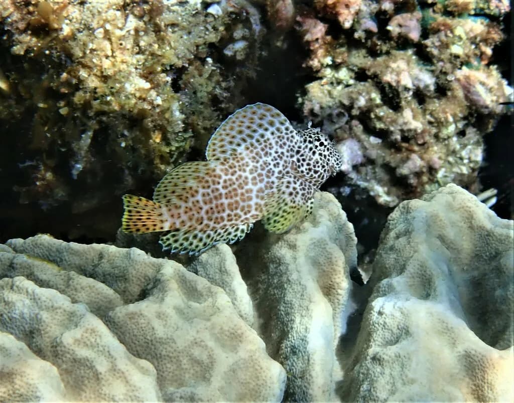 Leopard Blenny