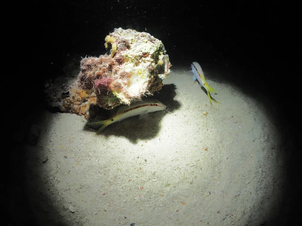 Goatfish