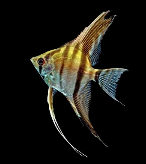 angelfish