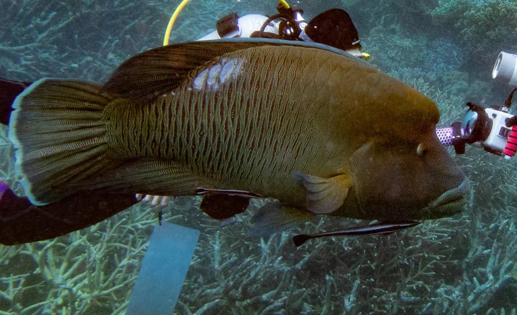 Napoleonfish