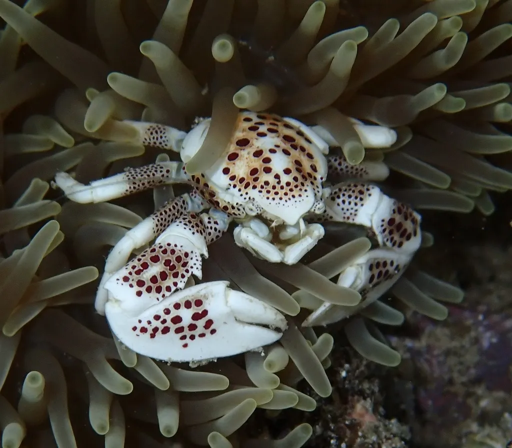 Anemone Porcelain Crab