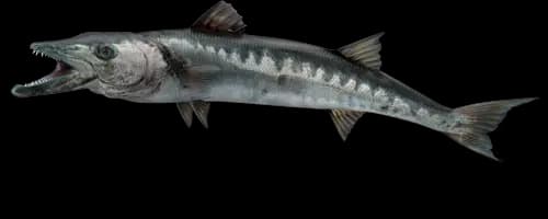 barracuda