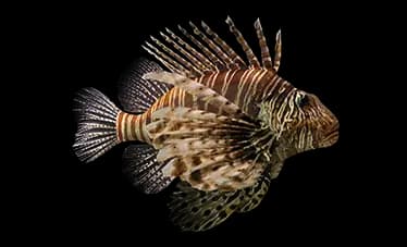 lionfish