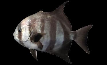 spadefish