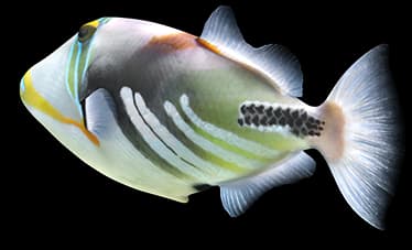 triggerfish